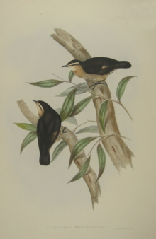 John Gould Birds of Australia